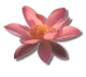 amitabha-lotus.gif (3470 bytes)